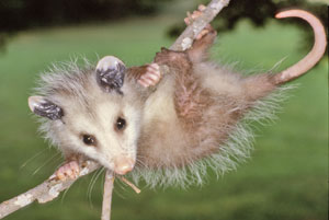 opossum logo